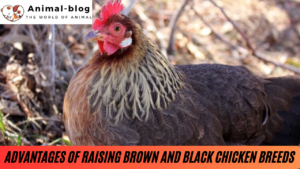 Advantages of Raising Brown and Black Chicken Breeds