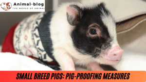 Small Breed Pigs: Pig-Proofing Measures