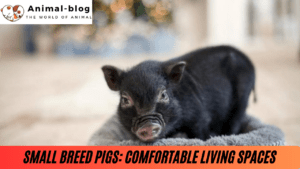 Small Breed Pigs: Comfortable Living Spaces