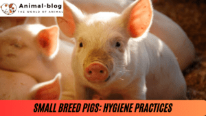 Small Breed Pigs: Hygiene Practices