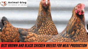 Best Brown and Black Chicken Breeds for Meat Production