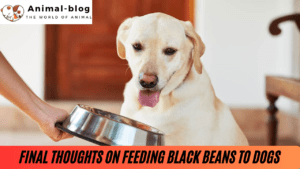 Alternatives to Black Beans for Dogs