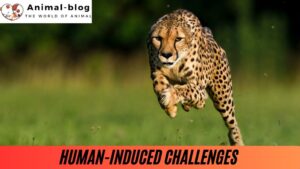 Human-Induced Challenges