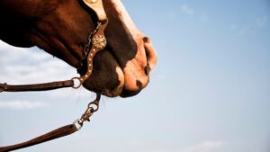 Understanding the Different Types of Horse Roller Bits