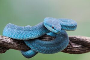Purpose and Benefits of Snake Nests