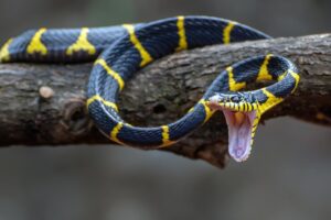 Understanding the Concept of a Snake Rack: Mastering Snake Care
