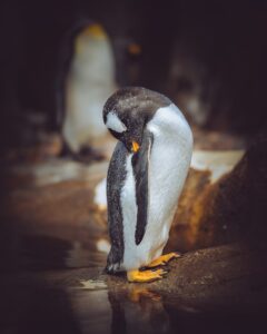 Common Misconceptions about Penguins